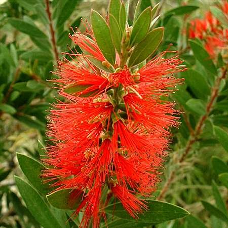 Callistemon citrinus